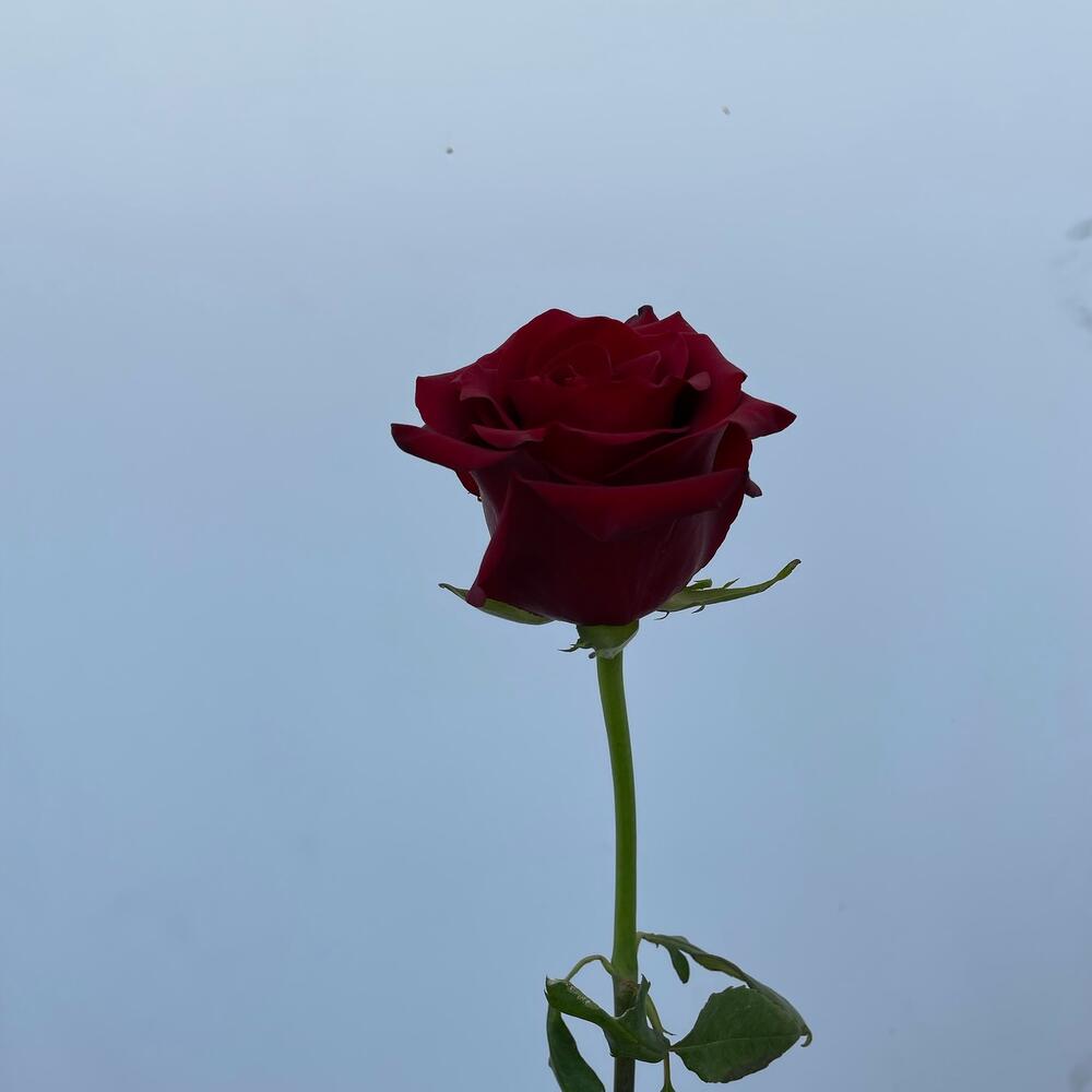 1680817838_77961750